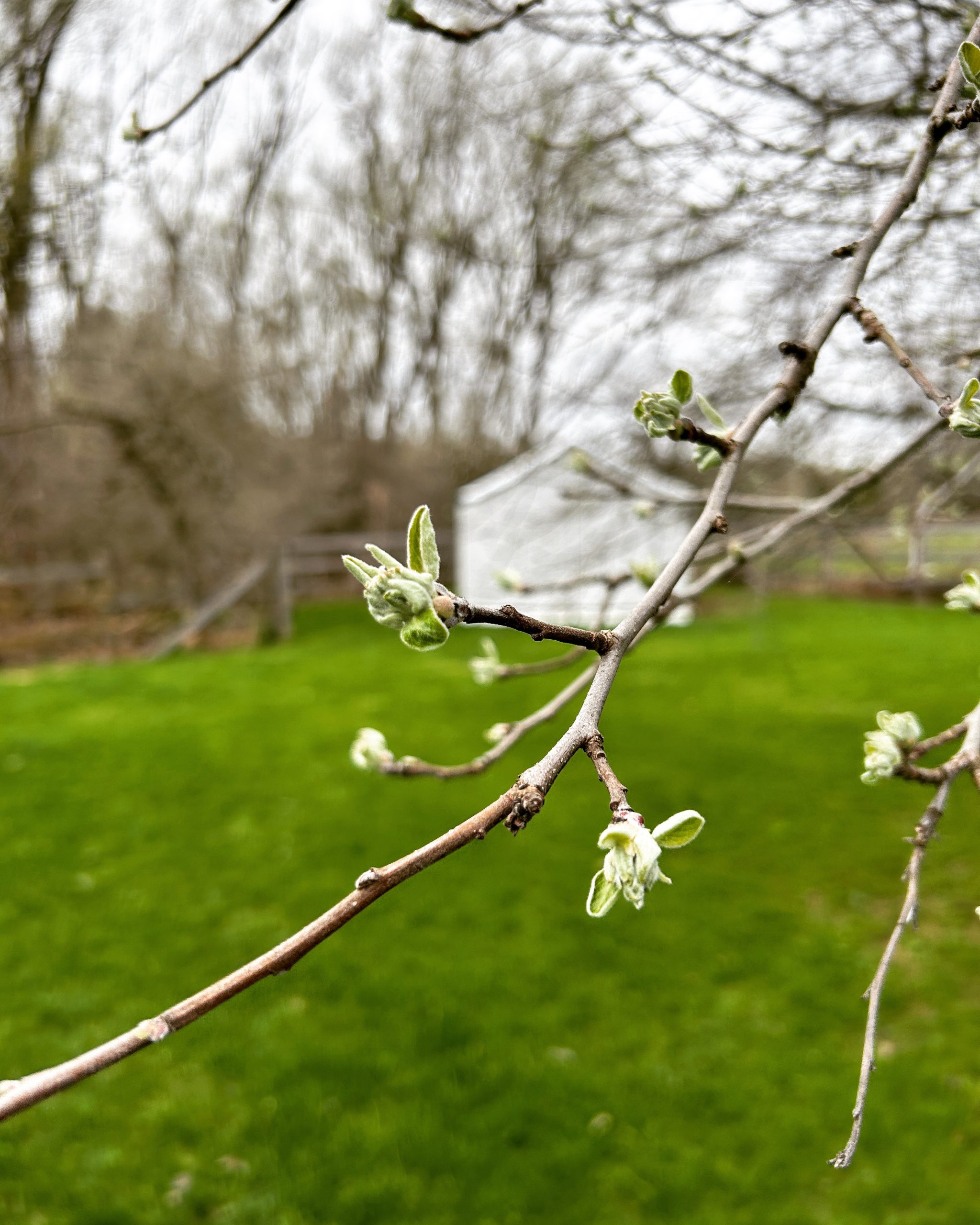 Spring buds on a tree overlooking a tent in the green pasture at Irvineeside Farm.