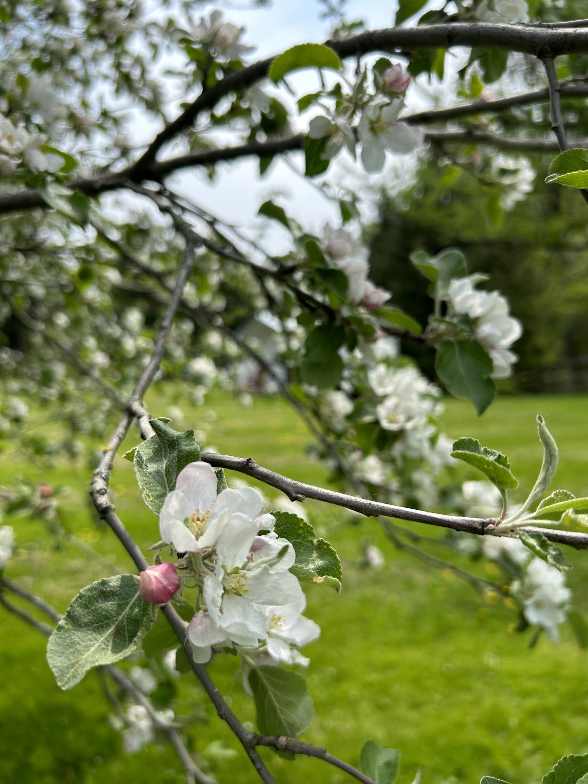 Springtime blooms at Irvineside Farm.