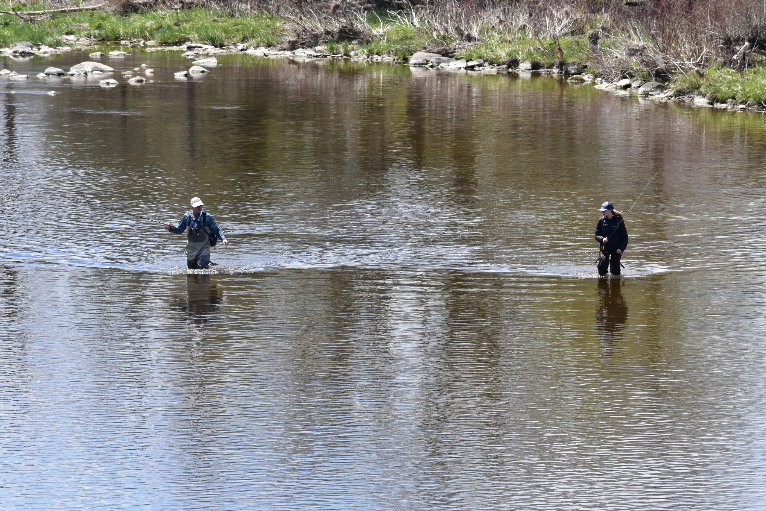 Fly fishing in the Grand River in Fergus, Ontario.